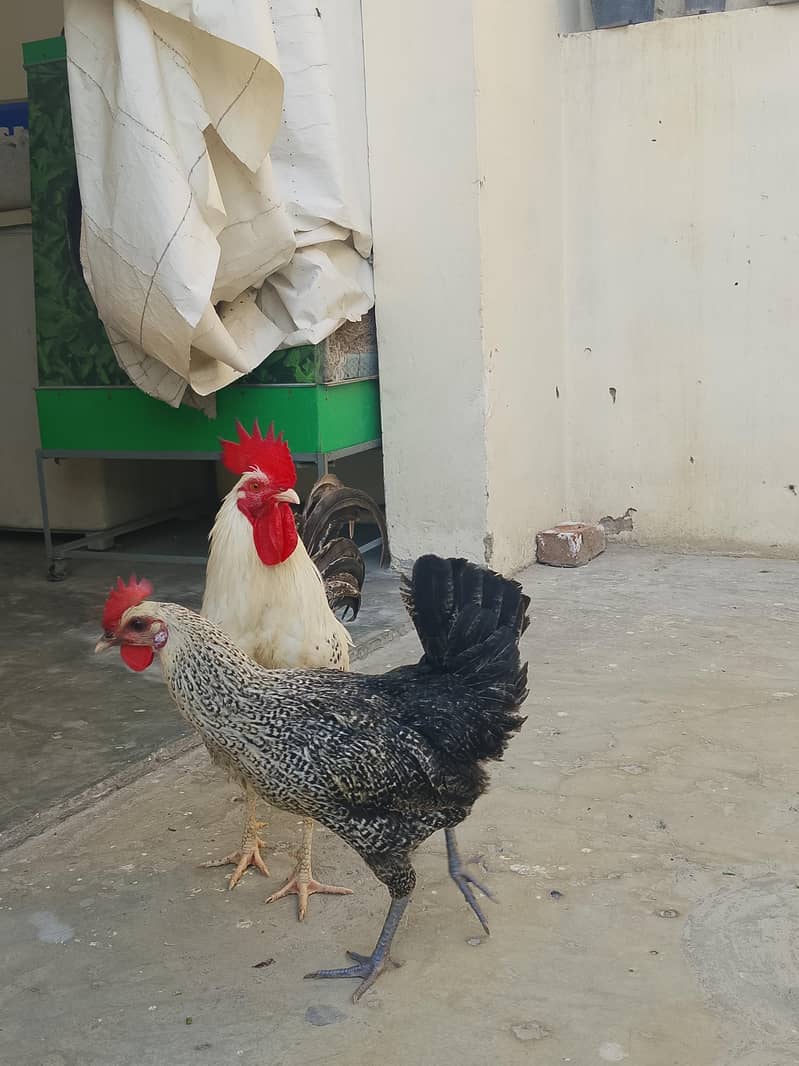 murgi murga pair 2