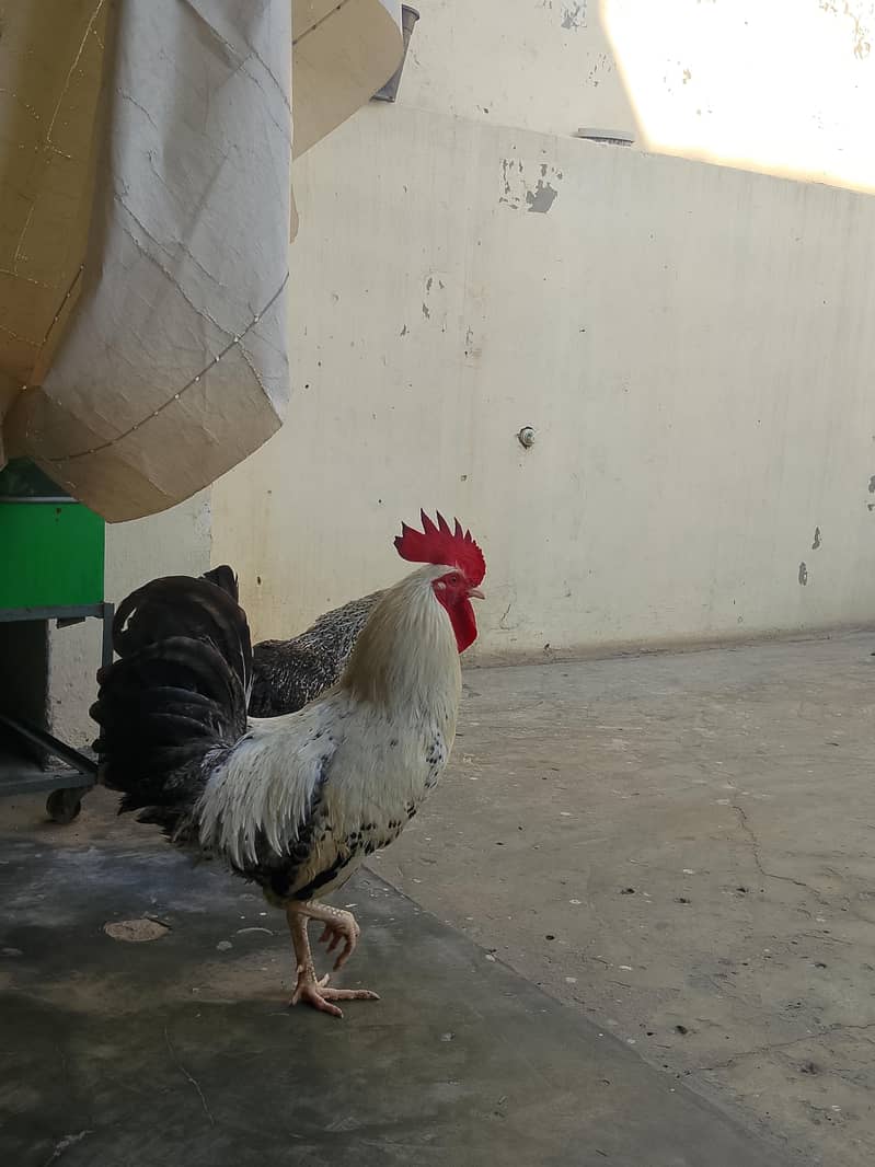 murgi murga pair 3