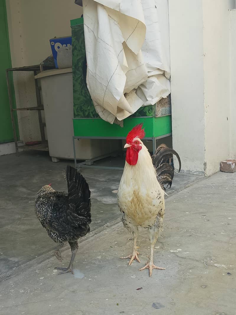 murgi murga pair 5