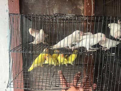 love birds