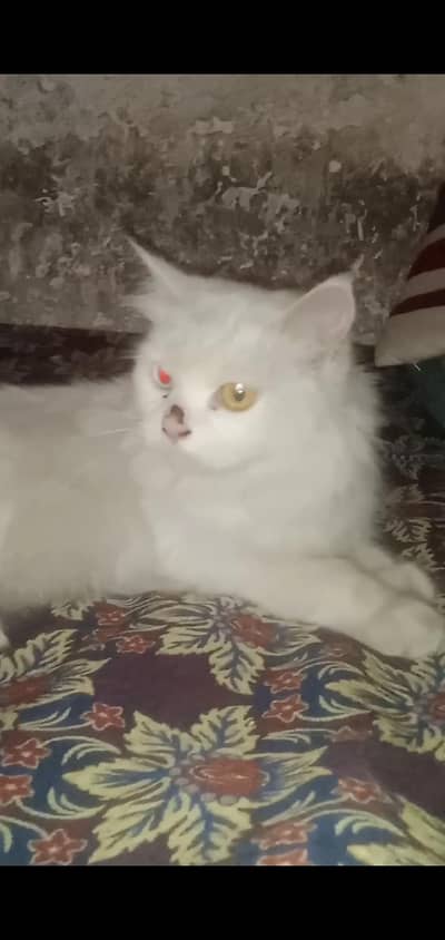 shahzad