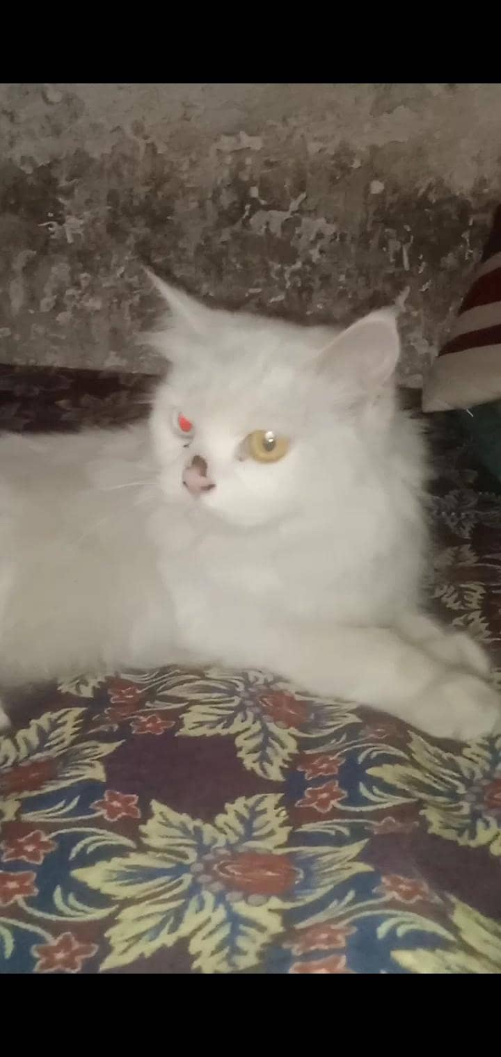shahzad 0