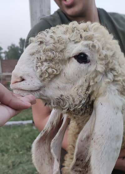 Pure Kajli Females