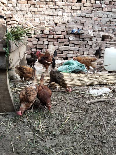 ACTIVE HENS FOR EGGS 1 MALE 9 FEMALS SET PER PIECE PRICE