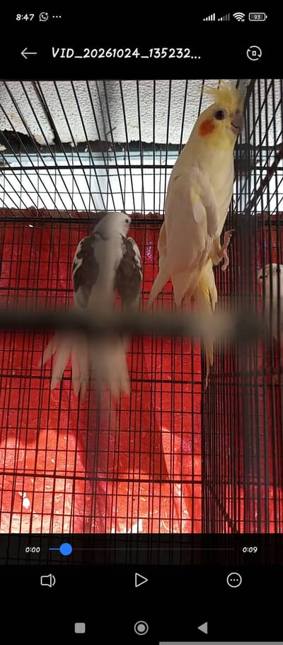 5 Breeder Pairs For sale 3000