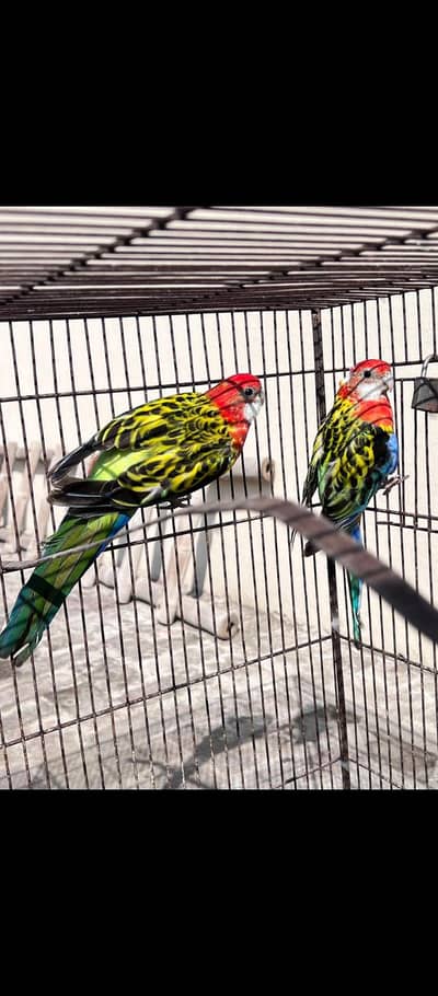 rosella breader pair of sale wtsp 03204847881