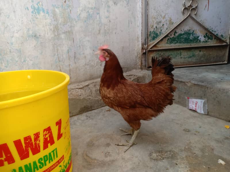desi murgi 0
