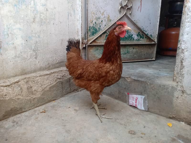 desi murgi 1