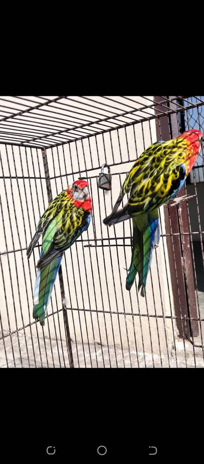 rosella breader pair of sale wtsp 03204847881