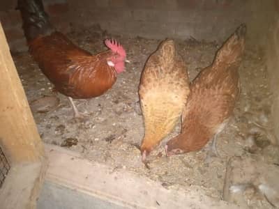 1 male 2 female