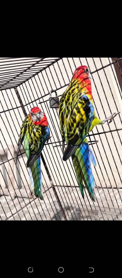 rosella breader pair of sale wtsp 03204847881