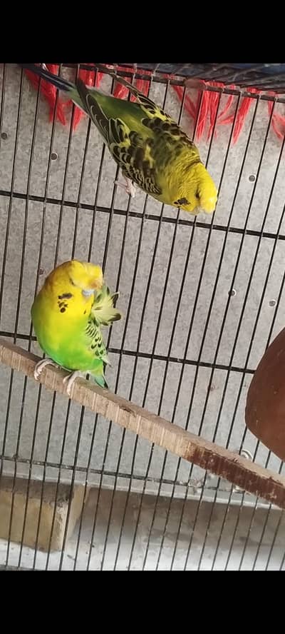 budgie hogoromo finch cage