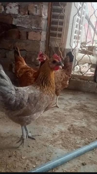 desi morgiyah Hy Ghar ke or dese egg  b Hy Jisko chye rabta karskta Hy