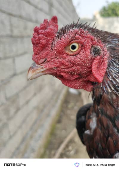 High quality aseel for sale.