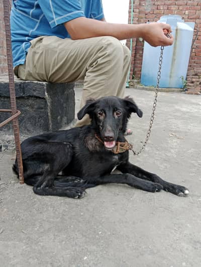Belgian shepherd - In Black - Healthy Breed Home Grow
