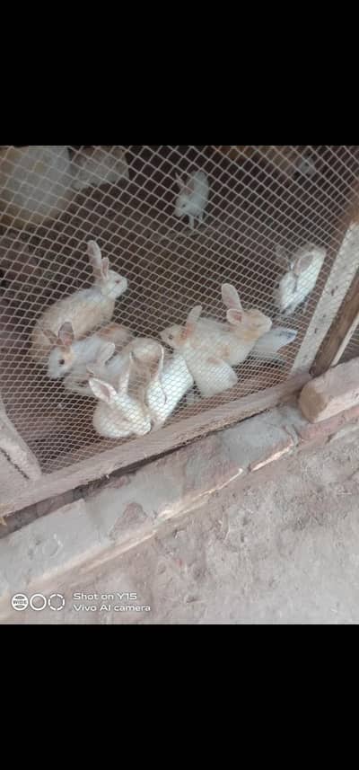 rabbit