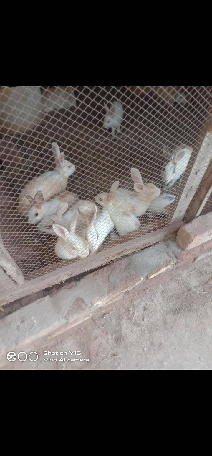 rabbit 0
