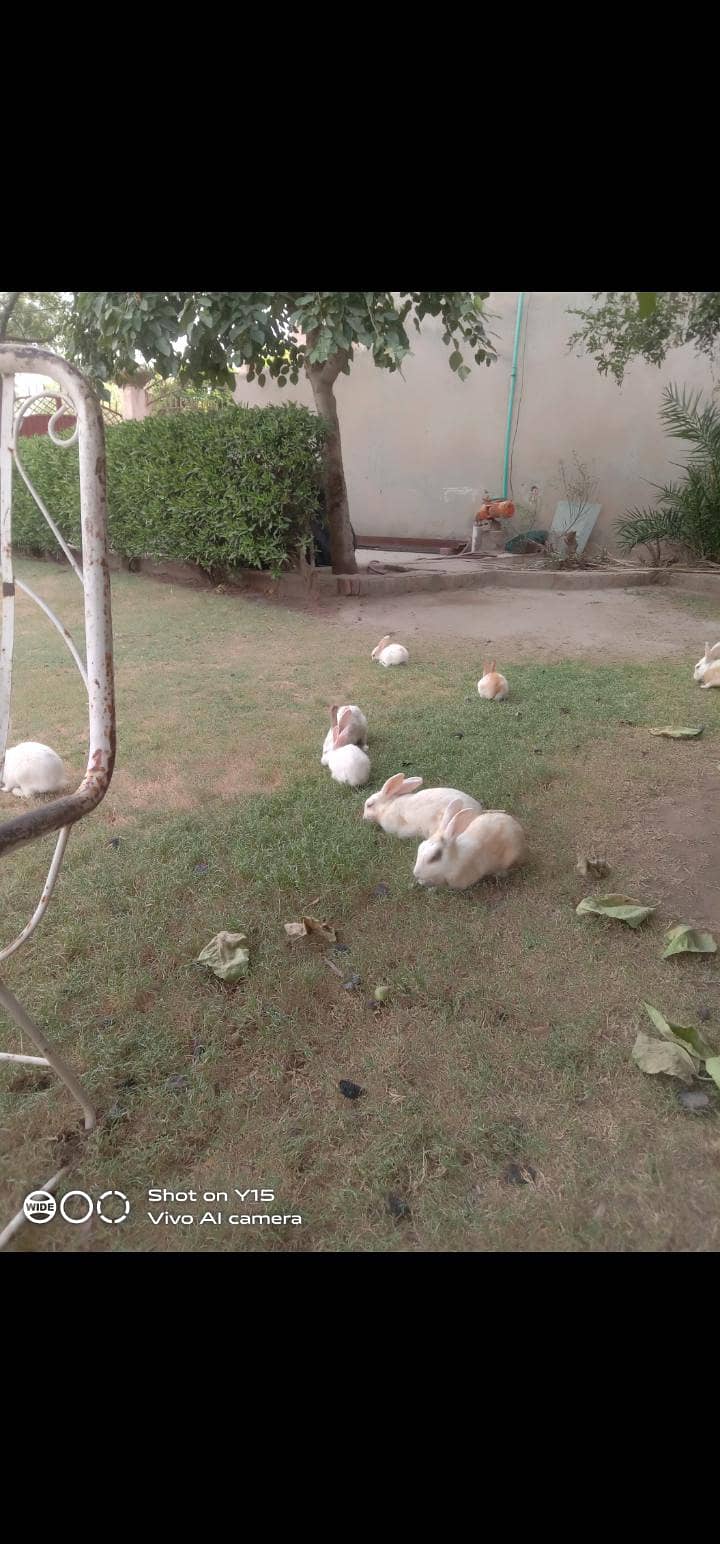 rabbit 2