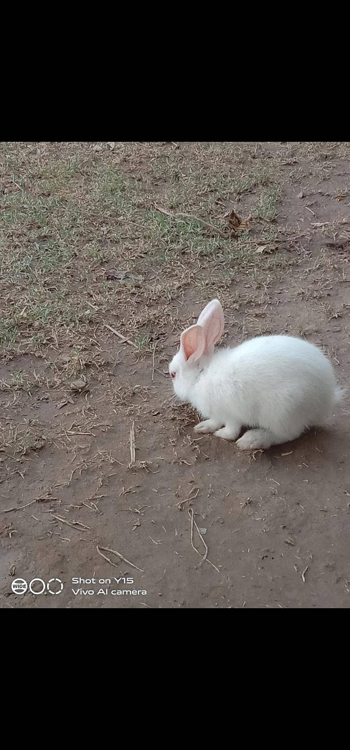 rabbit 3