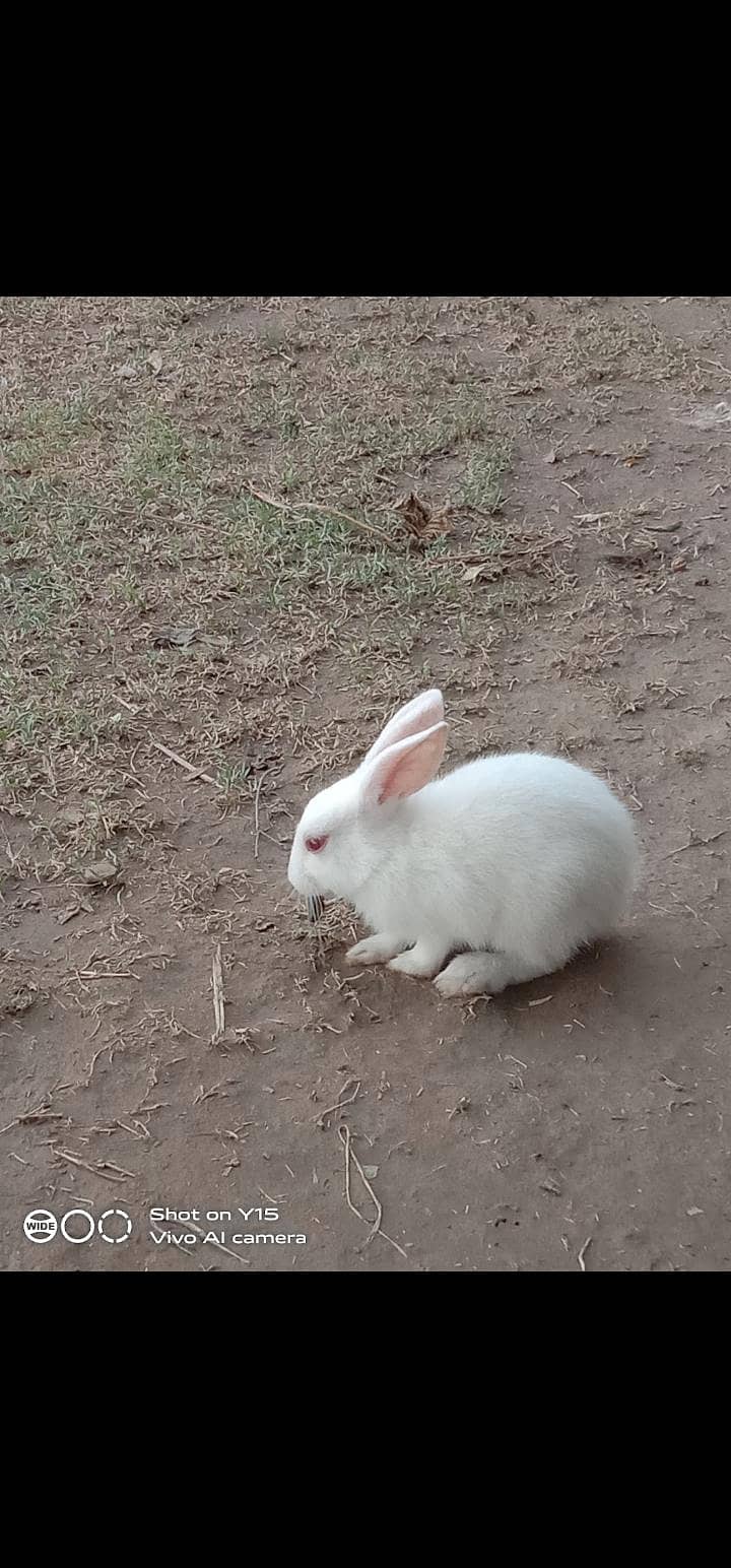 rabbit 4