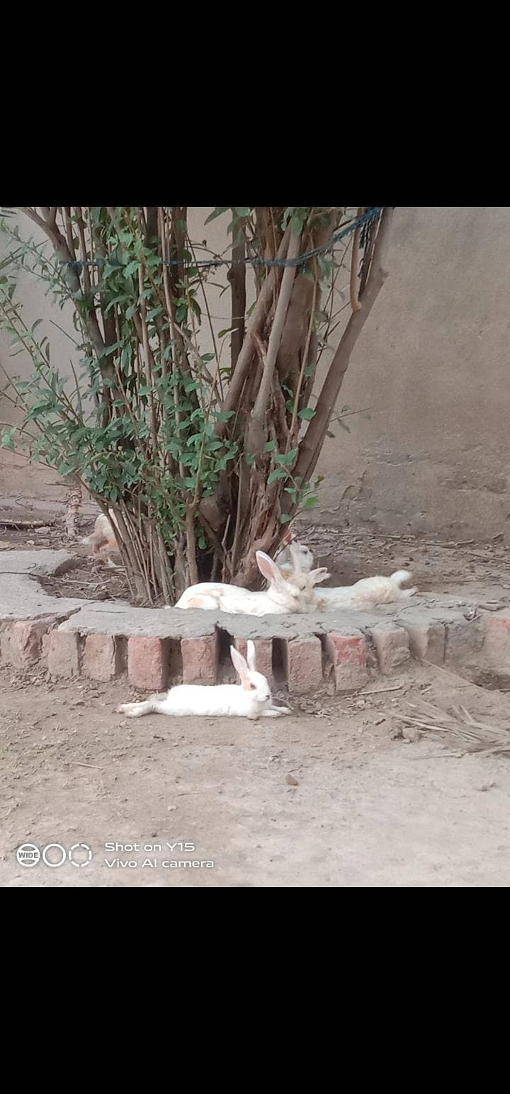rabbit 5