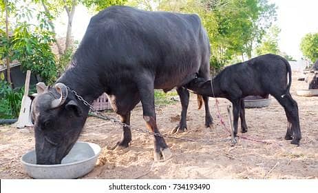Nili ravi beffalow for sale