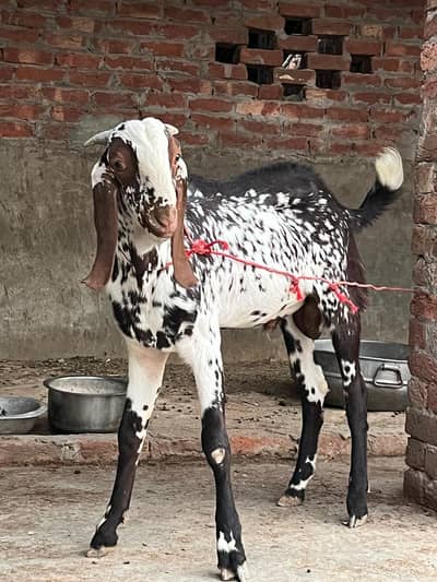 breeder makhi cheeni Bakra