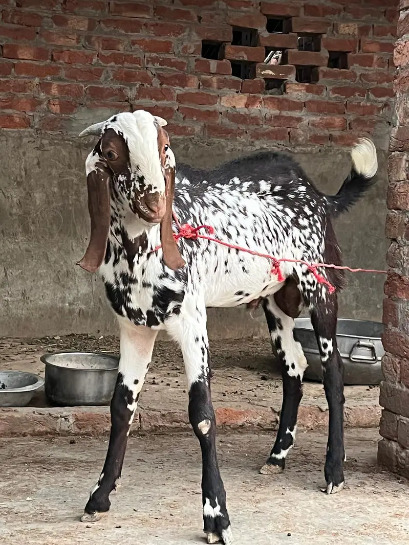 breeder makhi cheeni Bakra