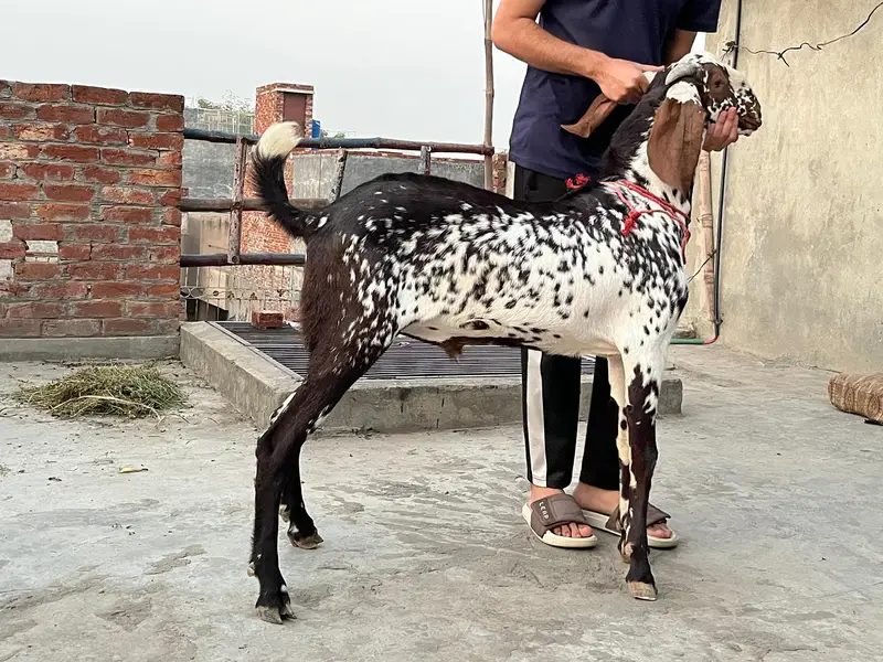 breeder makhi cheeni Bakra — photo 2