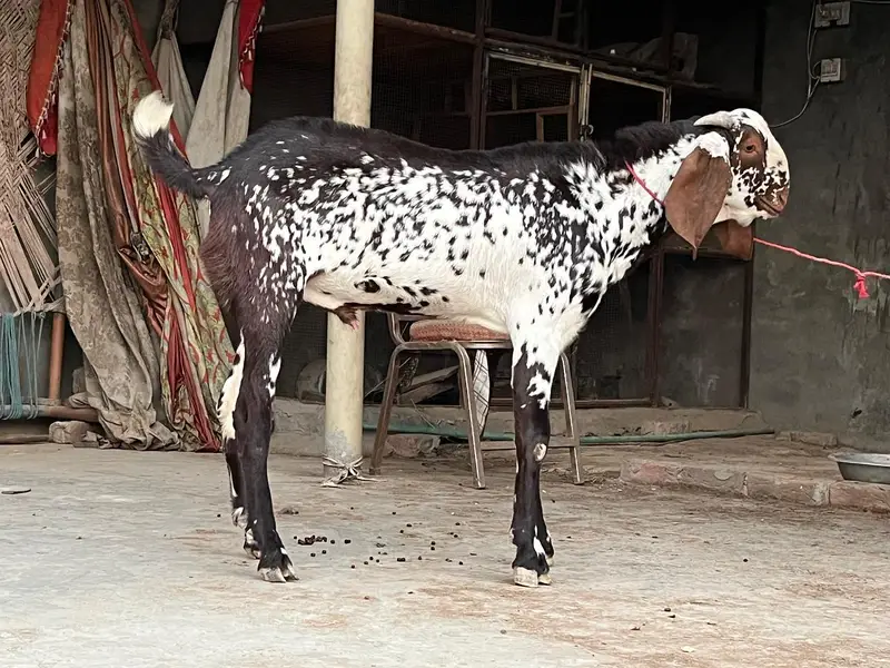 breeder makhi cheeni Bakra — photo 3