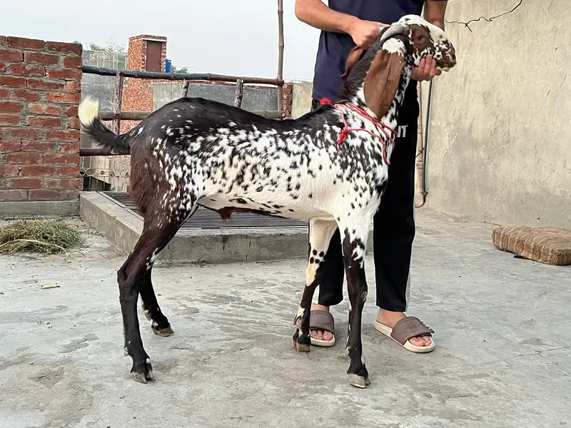 breeder makhi cheeni Bakra — photo 4