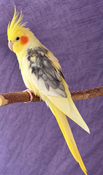 Healthy lutino Pied X Pearl pied female breeder pair
