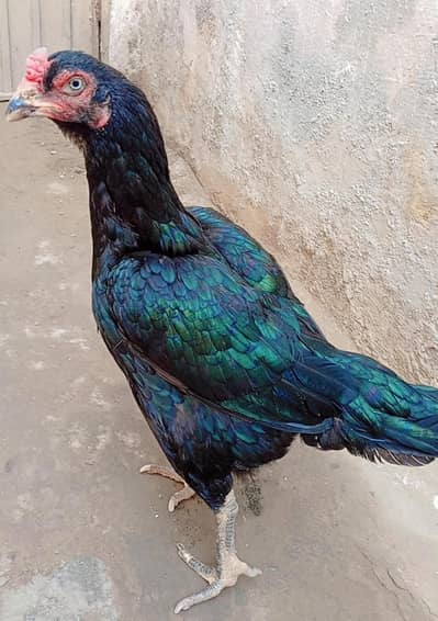 Mushki double hadi ki breder mazbot Madi  white ankh (0302)83:55:473)
