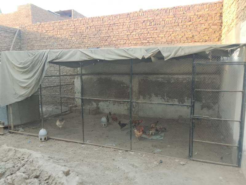 hen cage 1