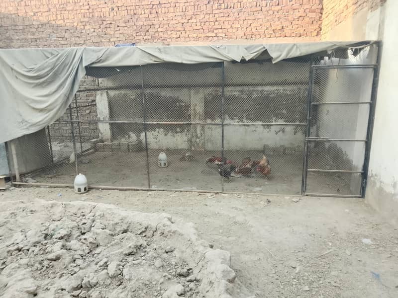 hen cage 2