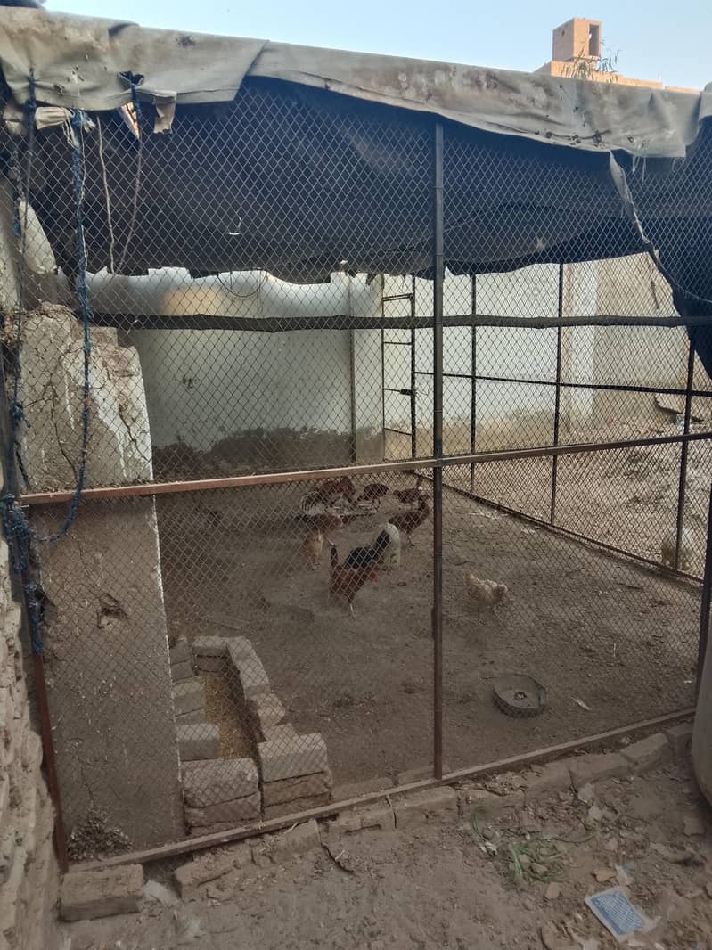 hen cage 3