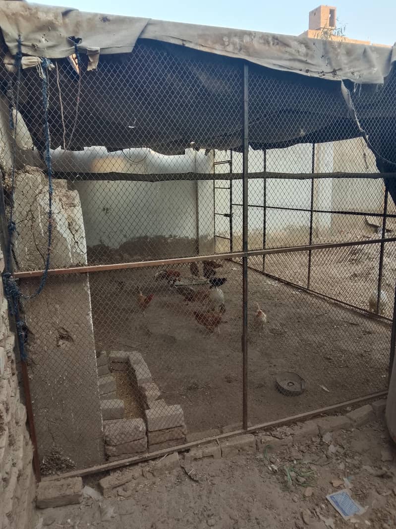 hen cage 4