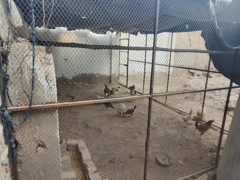 hen cage 6