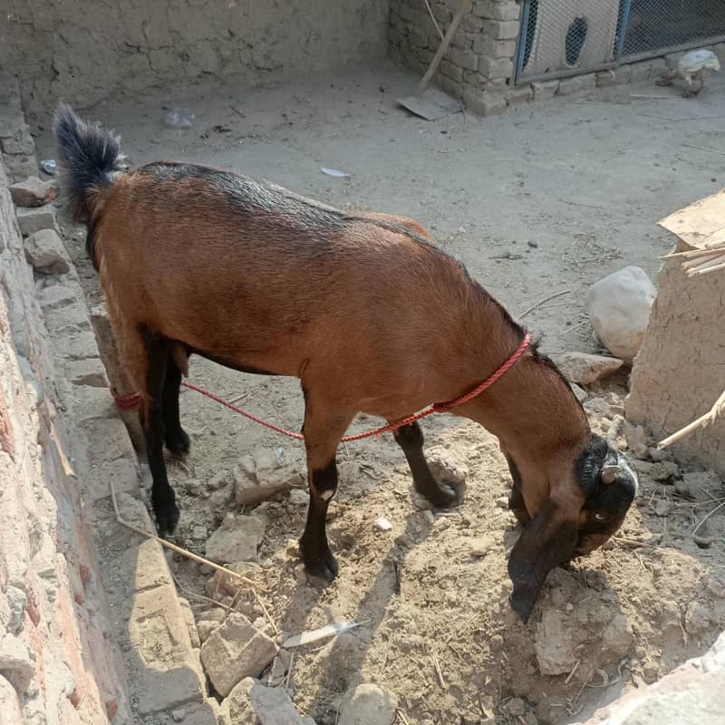 Desi bakri 0