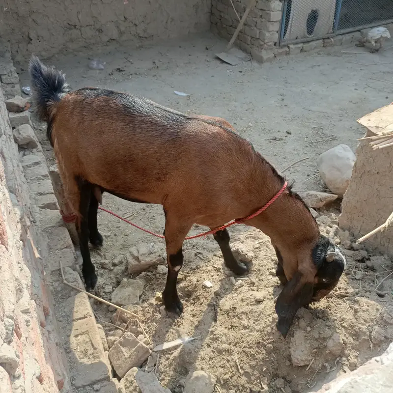 Desi bakri