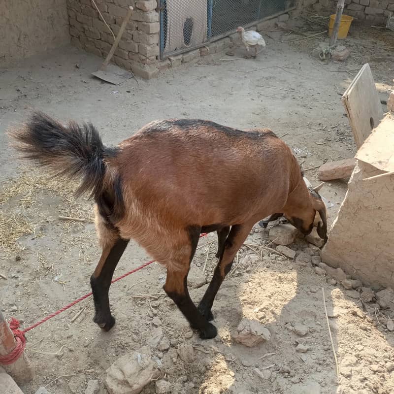 Desi bakri 1