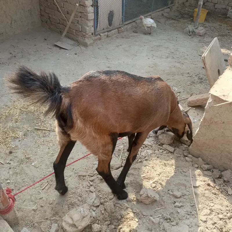 Desi bakri — photo 2