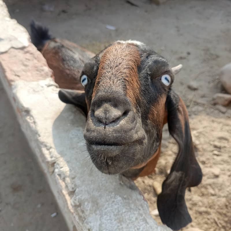 Desi bakri 2