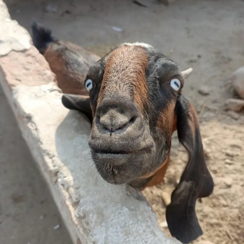 Desi bakri — photo 3