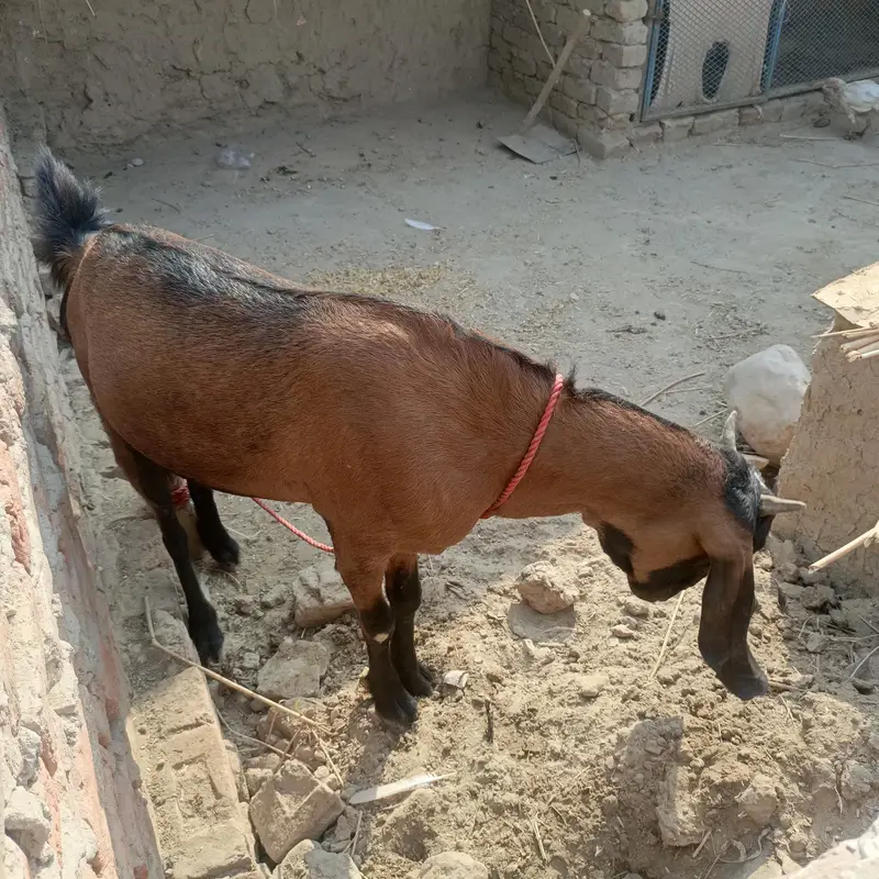 Desi bakri — photo 4