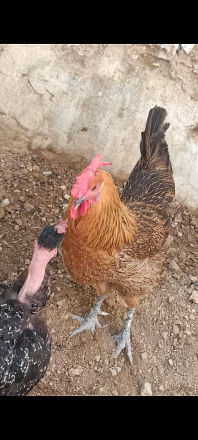 ande wali misri morgia urgent sale