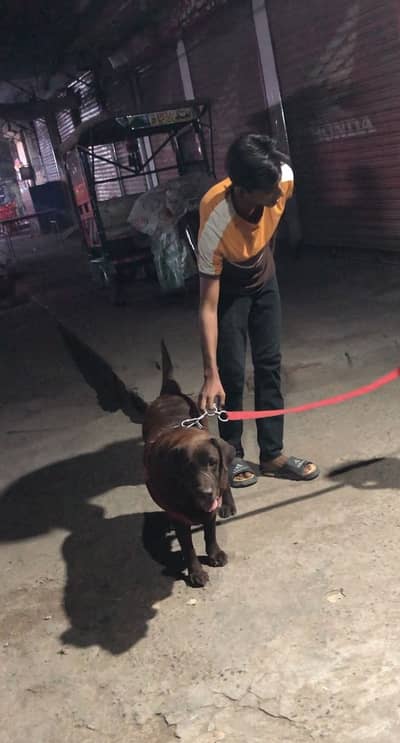 British Labrador female top quilty