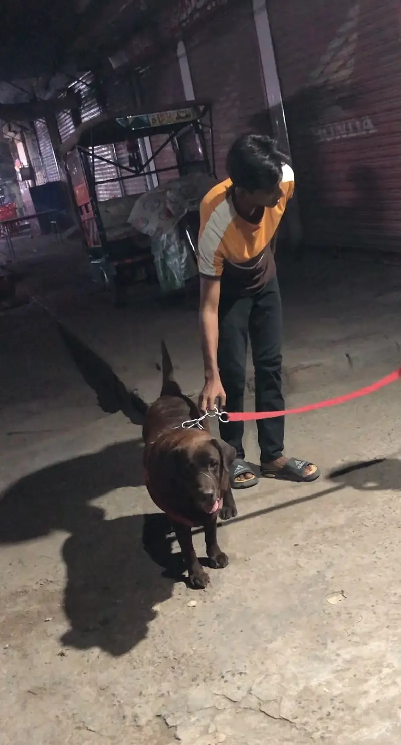 British Labrador female top quilty