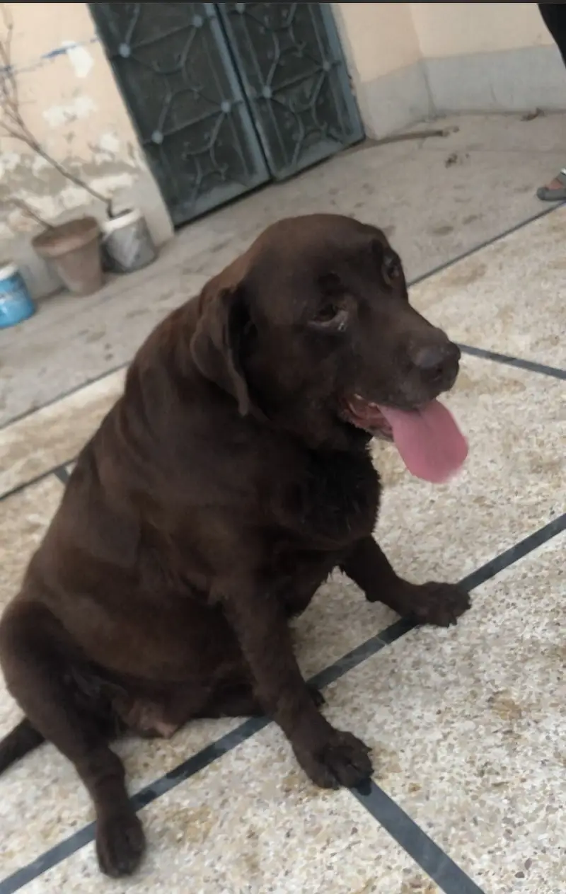British Labrador female top quilty — photo 2
