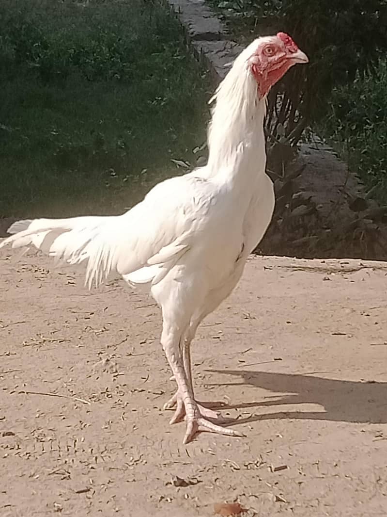 aseel Hera 2